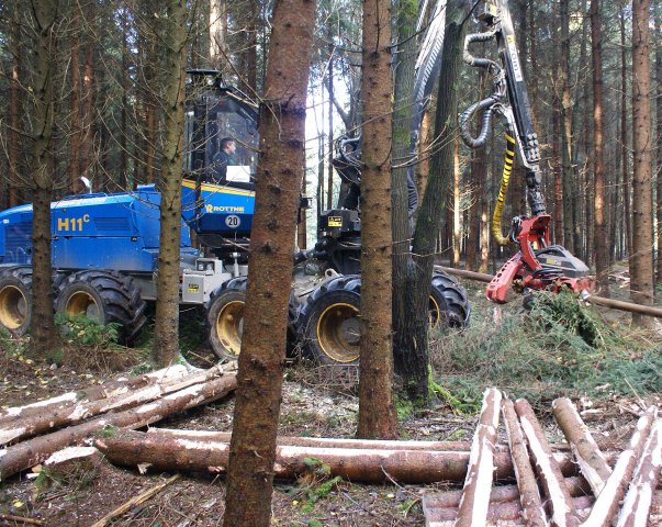 Holzernte